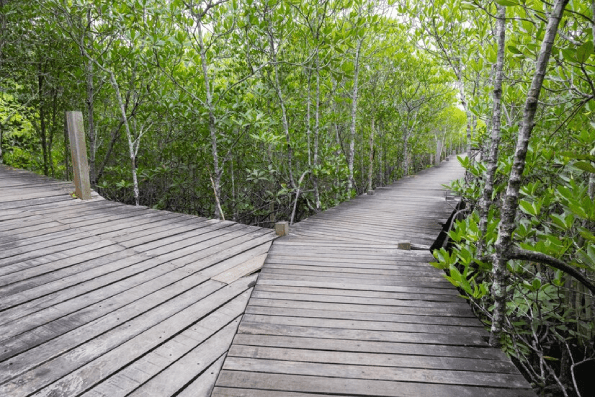 Boardwalk amidst trees in forest Boardwalk amidst trees in forest